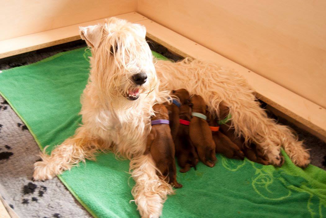 4 samčki + 2 samički / 4 males + 2 females